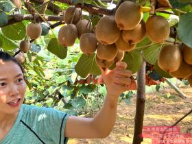 贵阳农委组织退休专家开阳指导农民种植猕猴桃