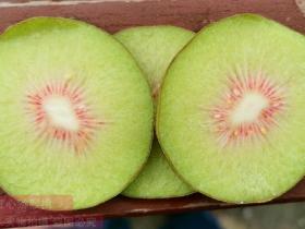 四川蒲江红心猕猴桃开园时间8月20日，7月就开卖了，水果早采害了谁？