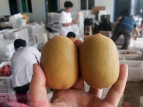 华宝农业在浙江泰顺是最大猕猴桃种植基地
