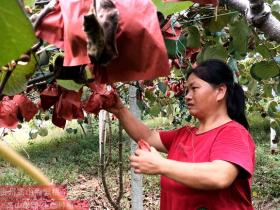 贵州省安顺市种植红阳猕猴桃和金艳猕猴桃