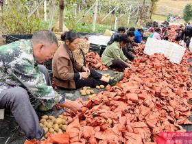 贵州农业银行贷款扶植水城红心猕猴桃种植企业