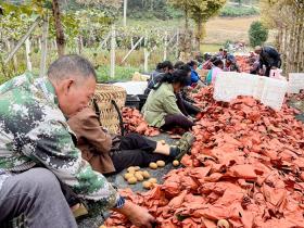 贵州毕节金沙县红心猕猴桃种植基地里成片的猕猴桃长势喜人
