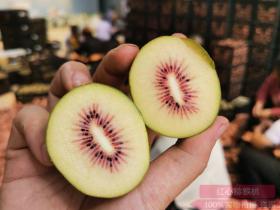 广西桂林市龙胜种植红心猕猴桃就能有10万元收入