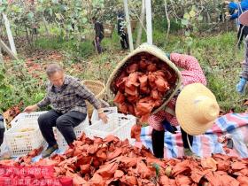 “修文猕猴桃预售启动仪式”在贵州省贵阳市修文县举行