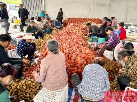 贵州省毕节市七星关区普宜镇摆盖村村民在猕猴桃种植基地采收猕猴桃