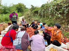 陕西省商洛市丹凤县培育富民猕猴桃产业作为乡村振兴重要抓手