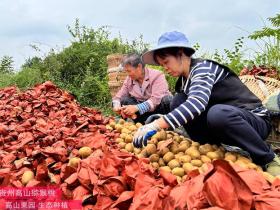 news-kiwifruit-august-2022 随着猕猴桃产量的增加佳沛面临阳光金果品质方面的挑战