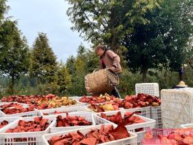 陕西省宝鸡市凤翔区田家庄镇猕猴桃挂果面积达到了800亩