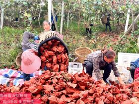 贵州毕节黔西县林泉镇建成500亩有机猕猴桃产业园