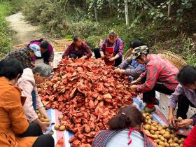 年轻学者张文杰用实际行动为四川苍溪红心猕猴桃产业的高质量发展添砖加瓦