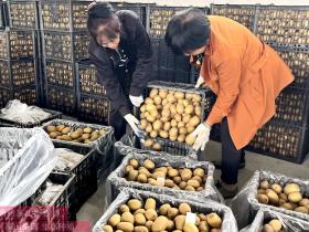 重庆丰都种植红心猕猴桃 逐步成为当地村民增收的一个产业