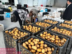 重庆丰都今年红心猕猴桃产量翻番 农民增收明显增加