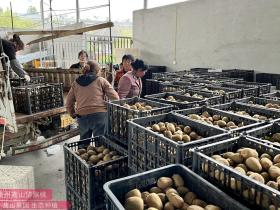 重庆巴南引进百亩红心猕猴桃种植项目