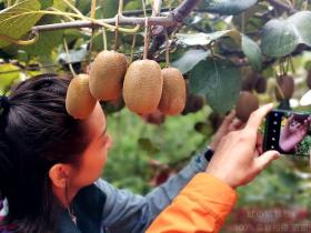 西藏察隅种植红心猕猴桃和耙耙柑一斤卖到十元