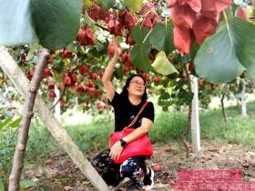 贵州六盘水建成优质红心猕猴桃产业基地二十万亩