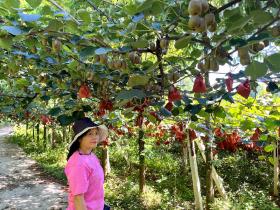 贵州修文猕香苑生态农业科技发展有限公司发展两千亩有机猕猴桃