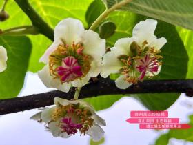 四川万州区种植猕猴桃带来千万收入