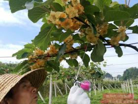 Sprouting Seedlings Grow Kiwifruit Step 种植猕猴桃步骤:出苗