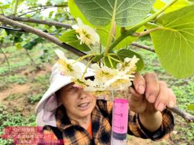 贵州省农科院专家教授猕猴桃液体授粉技术