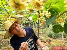 齐峰果业作为陕西猕猴桃龙头企业 为果农提供猕猴桃花粉