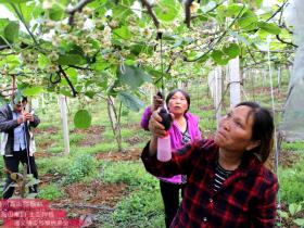 生命力不可小视 西藏林芝市开始大面积种植猕猴桃了
