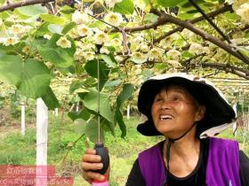 贵州黔东南黄平县大碾房村：300亩猕猴桃盛开“致富花”