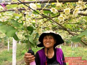 陶正学带领贵州水城的乡亲种植红心猕猴桃致富