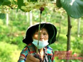 贵州修文猕猴桃9月底进入采摘季 产品创新显效益