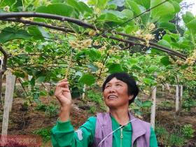 陕西百恒有机猕猴桃论个卖 代表了陕西乃至全国猕猴桃的高端品质