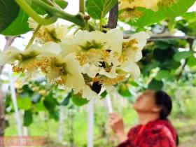 中科院专家调研咸宁猕猴桃产业   建议大面积猕猴桃种植前一定要经过试种