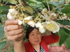 贵州六盘水水城区猴场乡红心猕猴桃最佳采摘时期