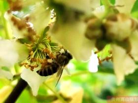 猕猴桃花粉采集授粉关键期技巧
