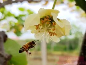 江西省养蜂所科技人员在奉新县猕猴桃产业园开展蜂授粉试验