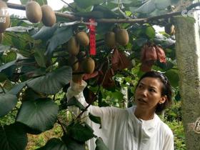 湖南永顺县猕猴桃产业发展现状与对策