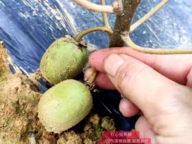 贵州毕节大方六大措施 推进猕猴桃产业发展 带动农民增收