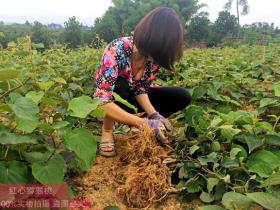 湖南省查到不合格的猕猴桃鲜果销售