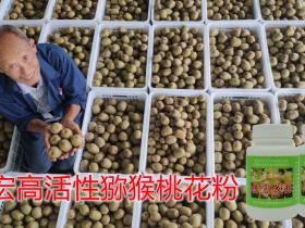 京东打造高品质农产品贵州修文猕猴桃