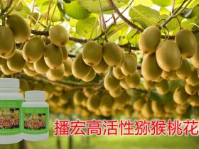贵州铜仁江口的红心猕猴桃已经获得有机认证