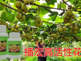 贵州水城猴场红心猕猴桃经济价值极高