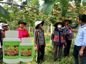 贵州修文积极推广猕猴桃种植