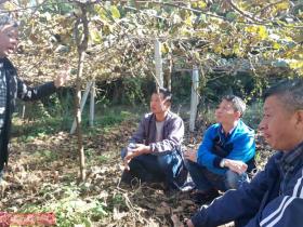 贵州省铜仁市沿河县100亩猕猴桃即将迎来采摘季