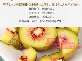 最好吃猕猴桃，最新专利品种“东红”在四川蒲江县规模化种植
