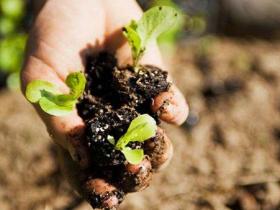 各种有机肥沤制与配肥施放技巧
