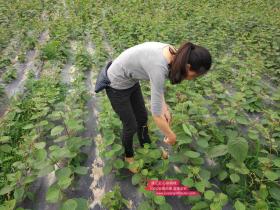 四川泸州天仙镇红心猕猴桃基地已进入收获季节