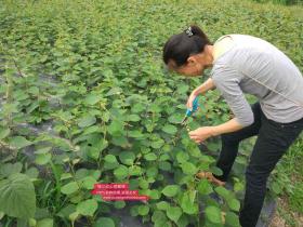 重庆永川和江津交接的石笋山红心猕猴桃成熟了