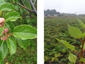 猕猴桃嫁接用的新型砧木 水杨桃（水羊桃）沙梨藤、水洋桃初步应用研究