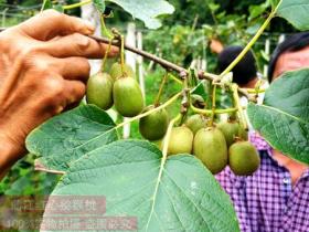 江西省宜春市分宜县种植150亩红心猕猴桃