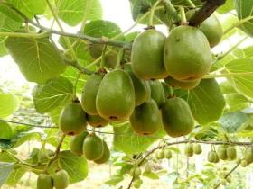 种植猕猴桃正在成为陕西扶风农民的新选择