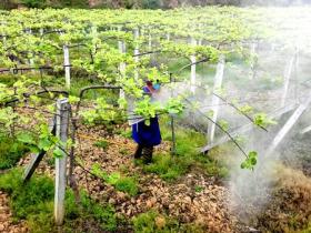 贵州铜仁德江县引进两百亩红心猕猴桃种植