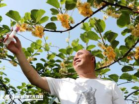 贵州省毕节市黔西市林泉镇万亩猕猴桃产业示范园